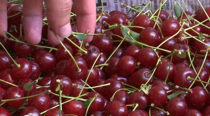 Elazığ Vişnesi Tescillendi