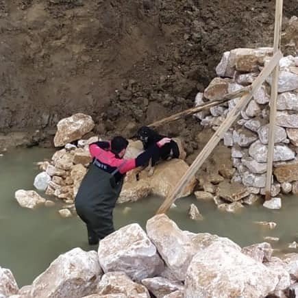 Yalova’da Dere Yatağına Düşen Köpeği İtfaiye Kurtardı