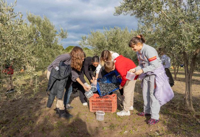 Çocukların Zeytin Hasadı Sevinci