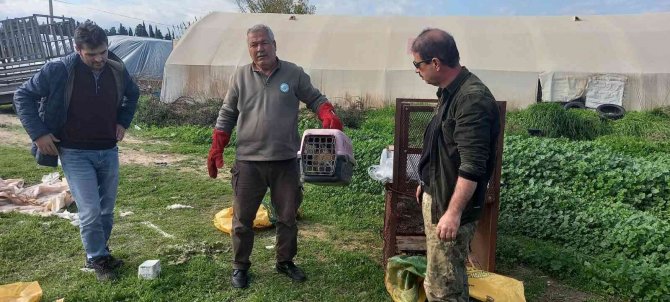 Emekli Polisin Kapanla Yakaladığı Tilki Doğaya Salındı