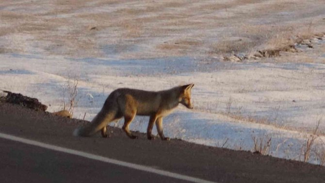 Karla Kaplı Arazide Yiyecek Arayan Tilki Görüntülendi