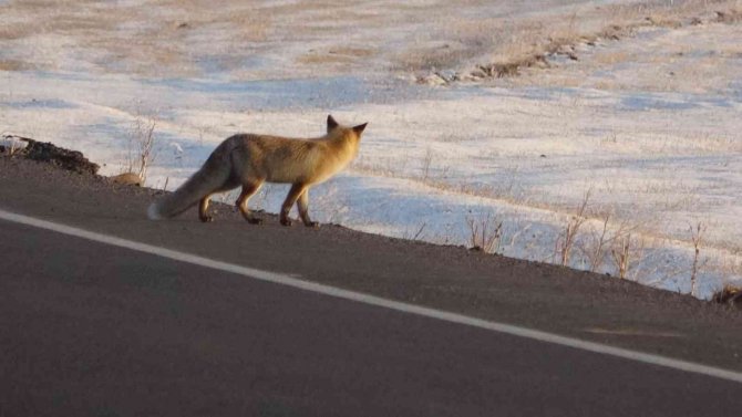 Karla Kaplı Arazide Yiyecek Arayan Tilki Görüntülendi