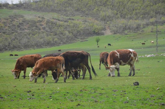 Pilot Bölge Aydın’da Meraların Kapasitesi Arttırılacak