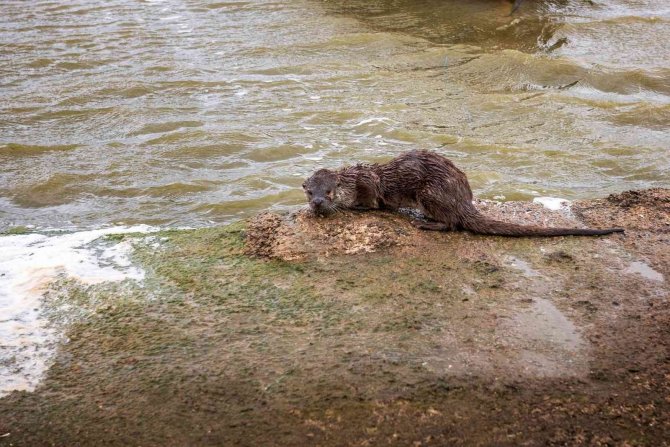 Aç Kalan Su Samuru Balıkçı Teknesinde Yem Aradı