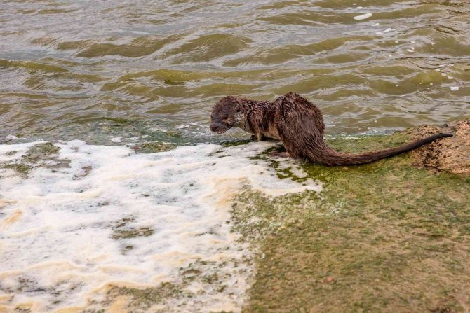 Aç Kalan Su Samuru Balıkçı Teknesinde Yem Aradı