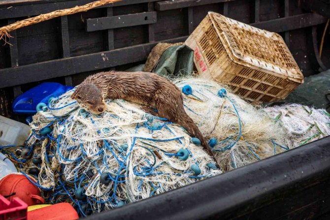 Aç Kalan Su Samuru Balıkçı Teknesinde Yem Aradı