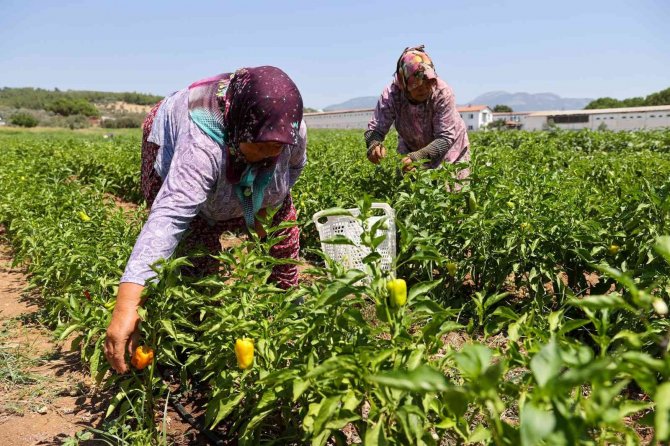 Buca’da Belediye-kooperatif İş Birliği Tarımı Canlandırdı