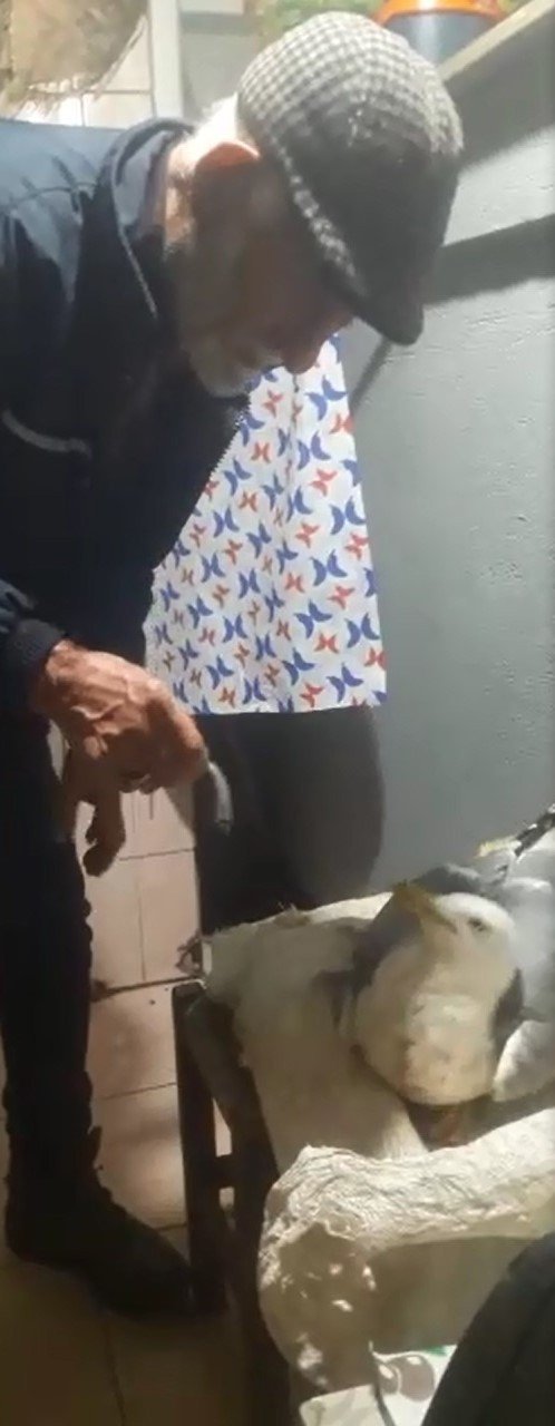 Vatandaşlar Yaralı Martıyı Balıkla Besliyor