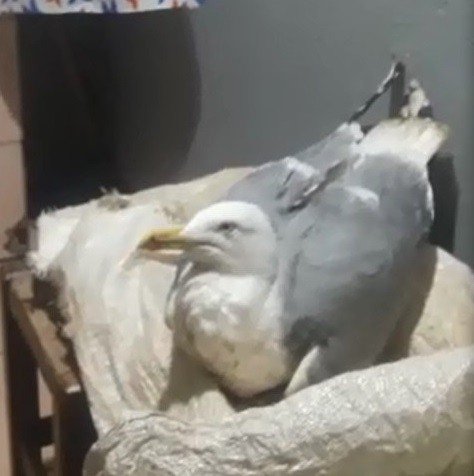 Vatandaşlar Yaralı Martıyı Balıkla Besliyor