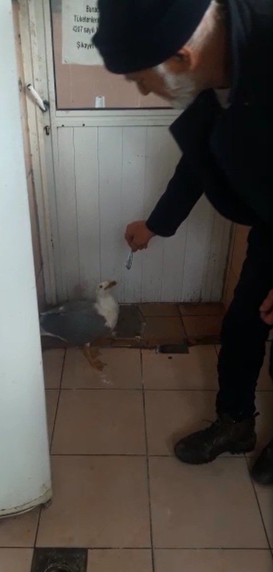 Vatandaşlar Yaralı Martıyı Balıkla Besliyor