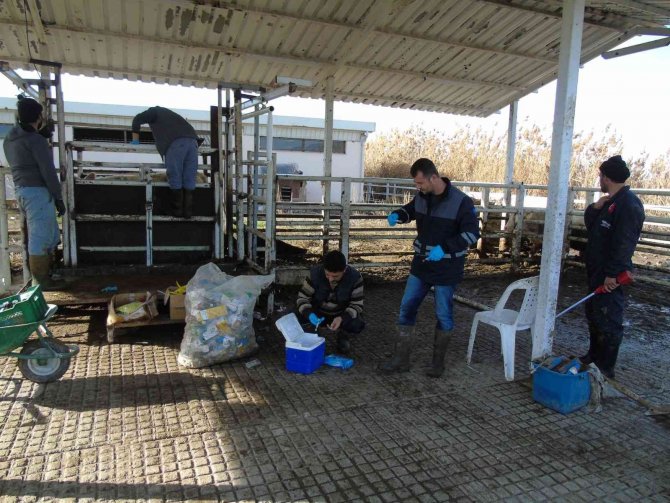 İ̇thal Hayvanların Karantina Ve Sonrasındaki Takipleri Titizlikle Yapılıyor