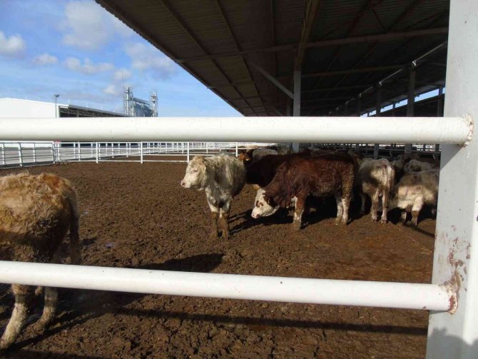 İ̇thal Hayvanların Karantina Ve Sonrasındaki Takipleri Titizlikle Yapılıyor