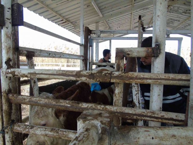 İ̇thal Hayvanların Karantina Ve Sonrasındaki Takipleri Titizlikle Yapılıyor