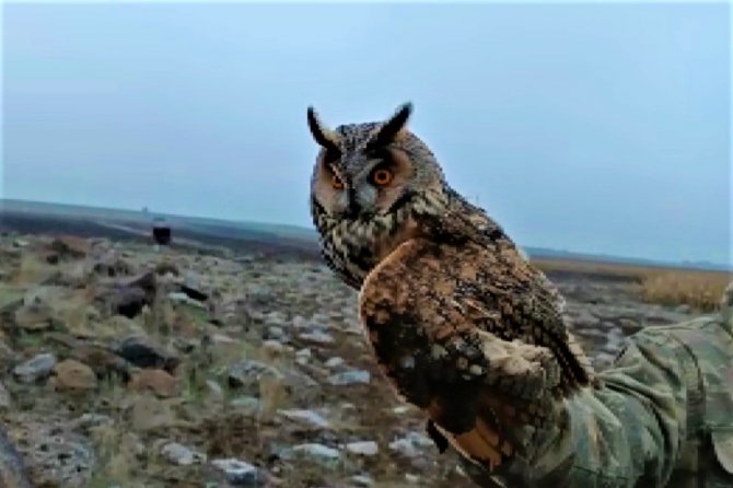 Diyarbakır’da Yaralı Bulunan ’Kulaklı Orman Baykuşu’ Tedavi Edildi