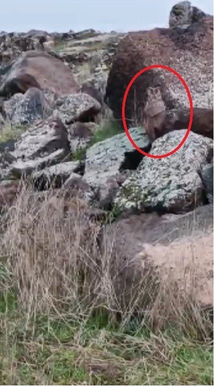 Diyarbakır’da Yaralı Bulunan ’Kulaklı Orman Baykuşu’ Tedavi Edildi