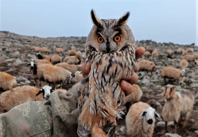 Diyarbakır’da Yaralı Bulunan ’Kulaklı Orman Baykuşu’ Tedavi Edildi