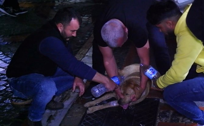 Gözyaşlarına Hakim Olamadılar: Köpeğin Yaşaması İçin Dakikalarca Kalp Masajı Yaptılar