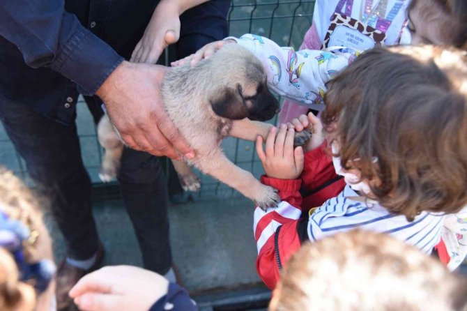 Evde Bakılan Kedi Ve Köpekler İçin Mikroçip Uyarısı