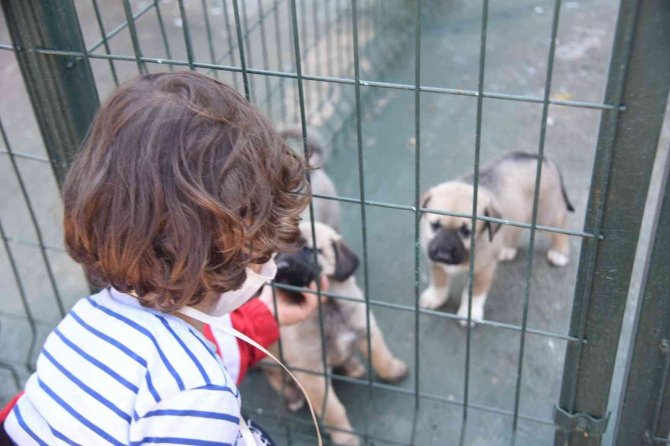Evde Bakılan Kedi Ve Köpekler İçin Mikroçip Uyarısı