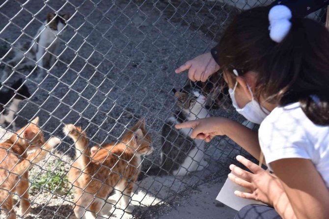 Evde Bakılan Kedi Ve Köpekler İçin Mikroçip Uyarısı