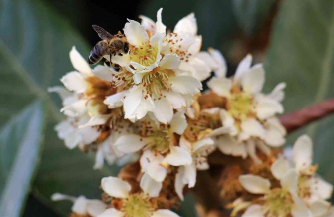 Yenidünya Ağaçları Çiçek Açtı