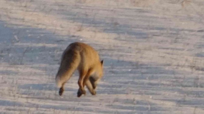 Karla Kaplı Arazide Yiyecek Arayan Tilki Görüntülendi