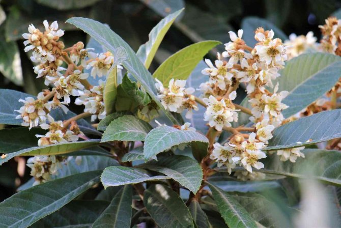 Yenidünya Ağaçları Çiçek Açtı