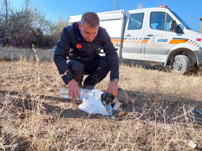 Van’da 20 Metrelik Kuyuya Atılan 2 Yavru Köpek Afad Ekipleri Tarafından Kurtarıldı