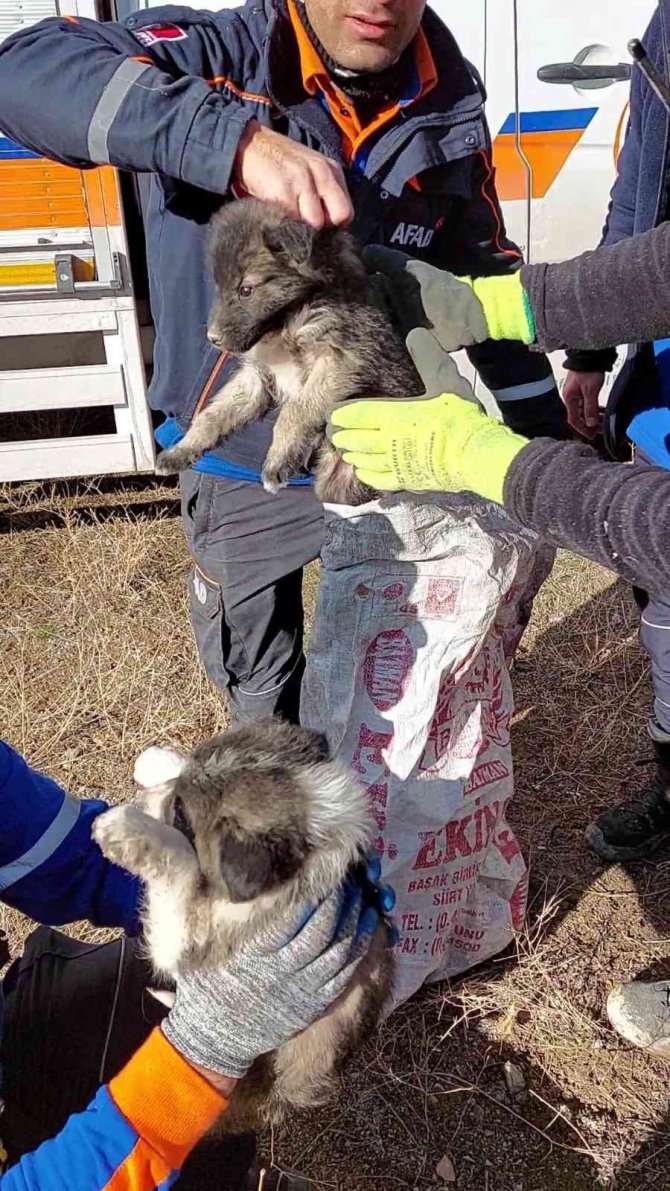Van’da 20 Metrelik Kuyuya Atılan 2 Yavru Köpek Afad Ekipleri Tarafından Kurtarıldı