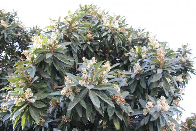 Yenidünya Ağaçları Çiçek Açtı