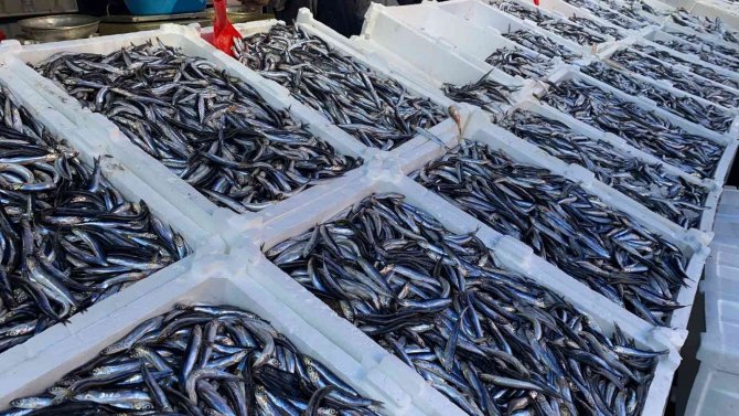 Havalar Soğudu, Hamsinin Fiyatı Arttı