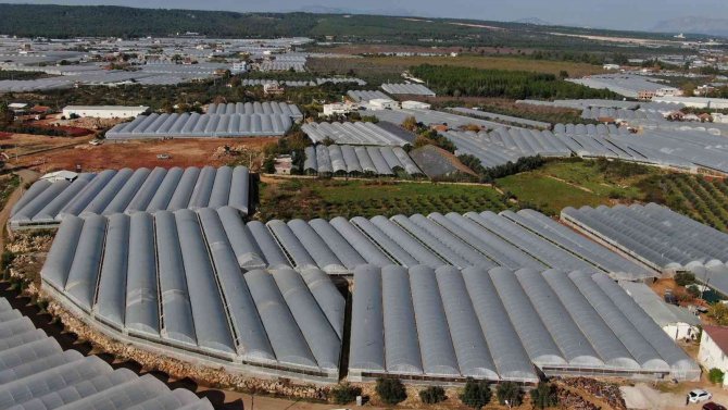 Üreticiden Büyükşehirlerdeki Domates Fiyatına Tepki