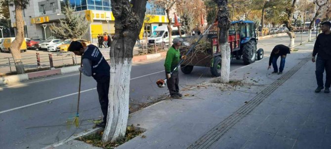 Siirt’te Ağaç Budama Çalışmaları Başladı