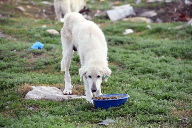 Mama Üreten Firmalara Sıkı Denetim