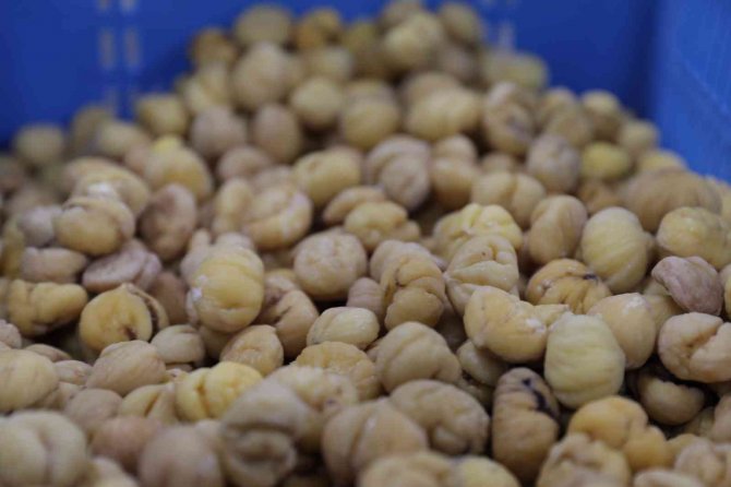 Efeler Belediyesi Kestane Şekeri Üretimine Başladı