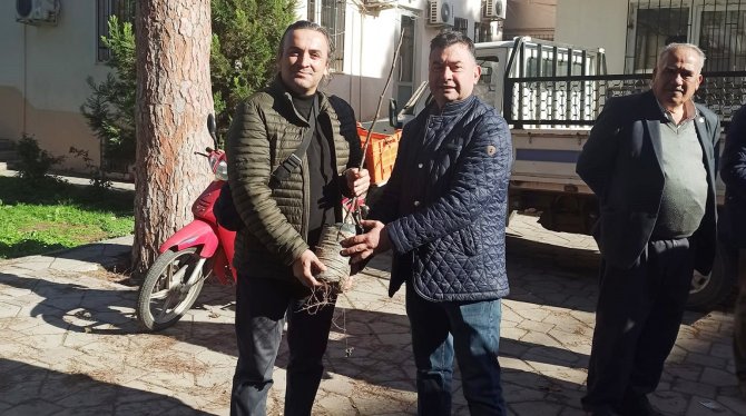 Efelerli Üreticilere 5 Bin 768 Adet İncir Fidanı Dağıtıldı