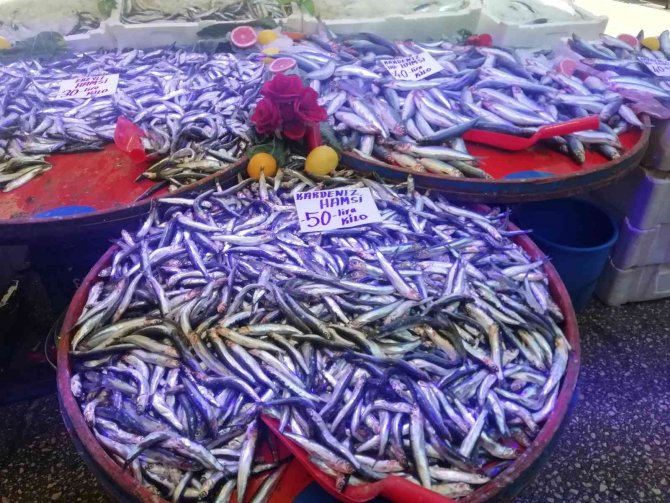 Hamsi Fiyatlarında Yüzde 50’ye Varan Düşüş