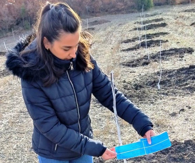 Hisarcık’ta Ceviz Fidanları Ve Dikim Aralıklarının Kontrolü