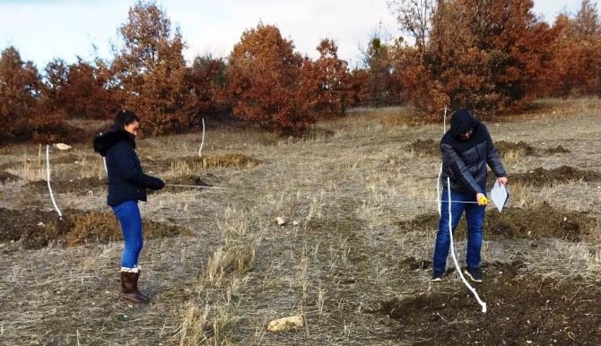 Hisarcık’ta Ceviz Fidanları Ve Dikim Aralıklarının Kontrolü