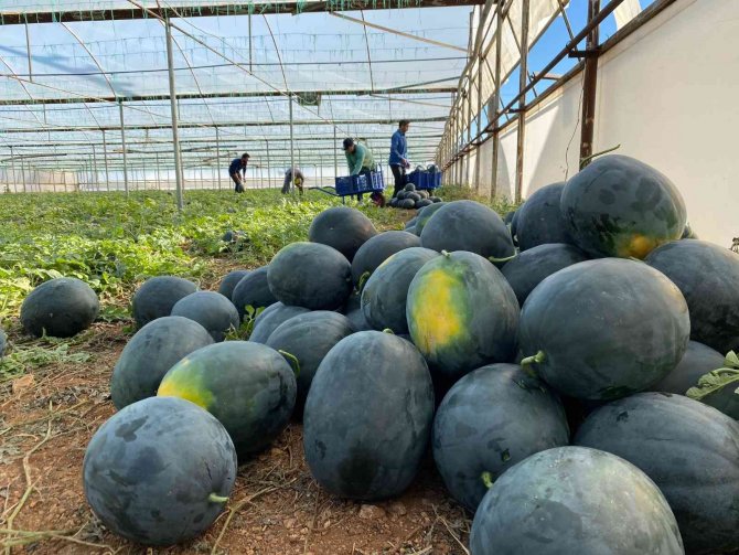 Kilosu 10 Liradan Satılan Kış Karpuzu, Aşeren Hamilelere İlaç Gibi Geliyor