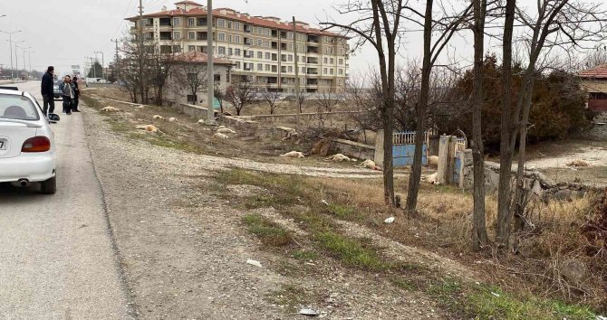 Konya’da Otlayan 50’dan Fazla Koyun Telef Oldu