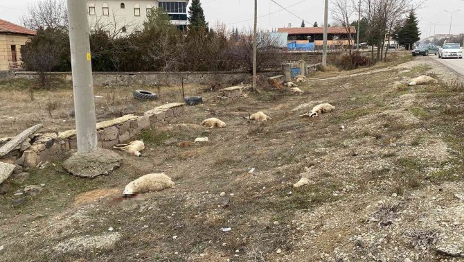 Konya’da Otlayan 50’dan Fazla Koyun Telef Oldu
