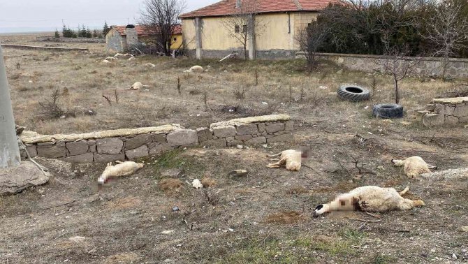 Konya’da Otlayan 50’dan Fazla Koyun Telef Oldu