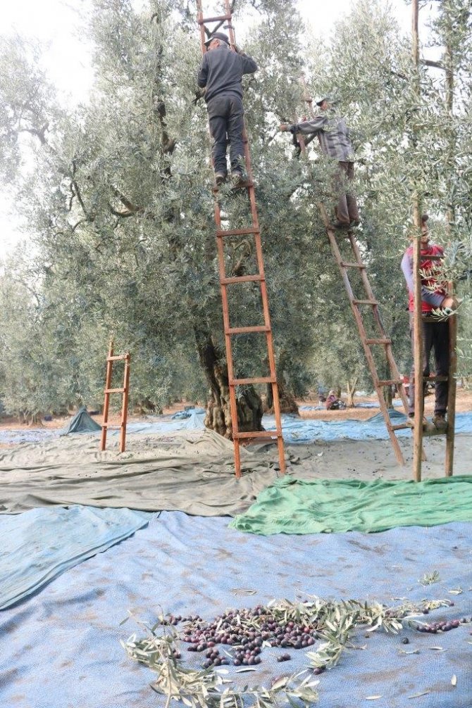 Marmarabirlik’ten 150 Milyon Lira Ödeme