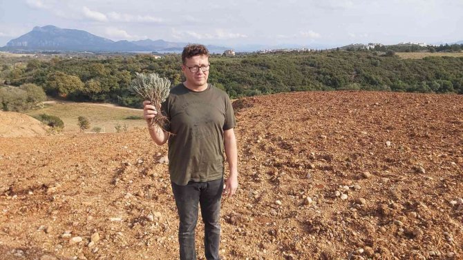 Datçalı Girişimci Devletten Kiraladığı Araziye 15 Bin Adet Lavanta Dikti