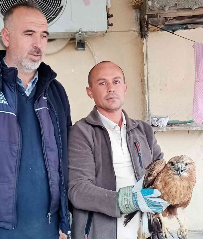 Osmaniye’de Yaralı Bulunan Kızıl Şahin Ve Ak Çaylak Tedaviye Alındı