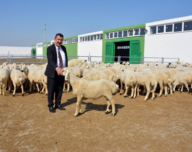 Tüdki̇yeb Genel Başkanı Çelik: “Türkiye’nin Yüzyılında Küçükbaşı Atağa Geçirecek Hamleler Yapılmalı”