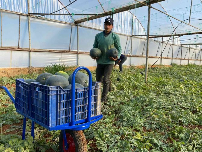 Kilosu 10 Liradan Satılan Kış Karpuzu, Aşeren Hamilelere İlaç Gibi Geliyor