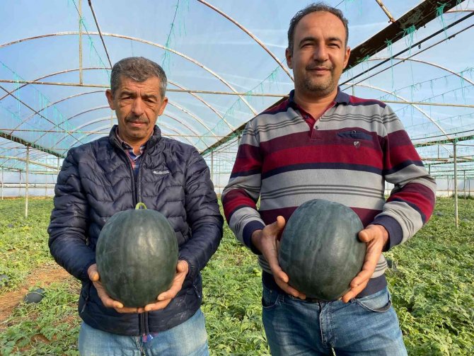 Kilosu 10 Liradan Satılan Kış Karpuzu, Aşeren Hamilelere İlaç Gibi Geliyor