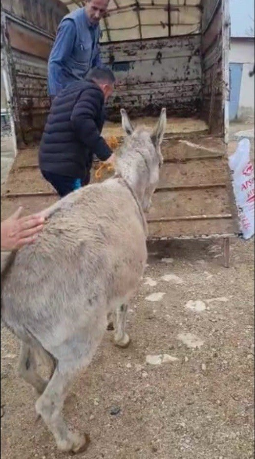Ayakları Sakat Doğan Sıpa, Tedavisi İçin 800 Kilometre Uzağa Gönderildi